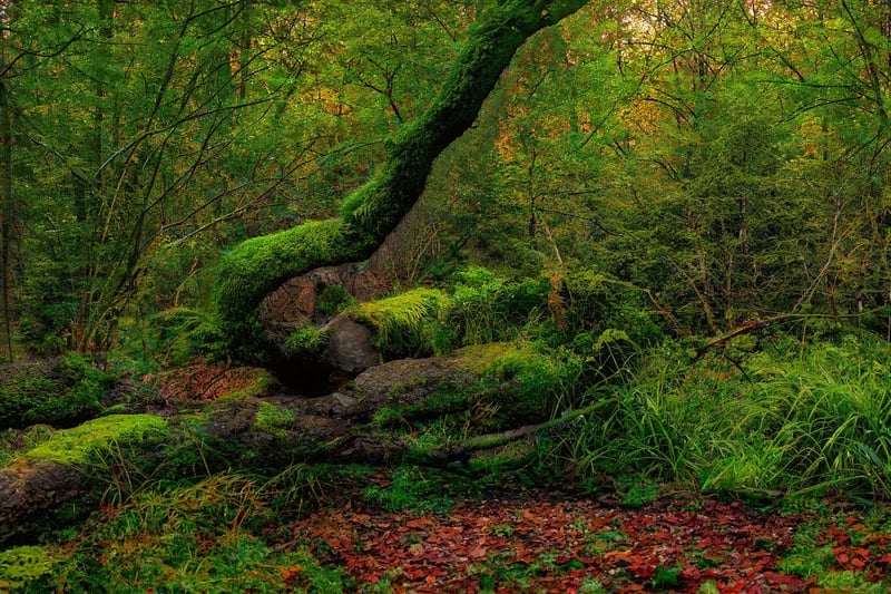 Enchanted Forest